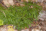 Fan clubmoss